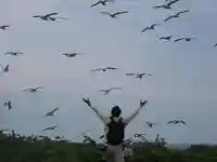 厳島神社(北海道)