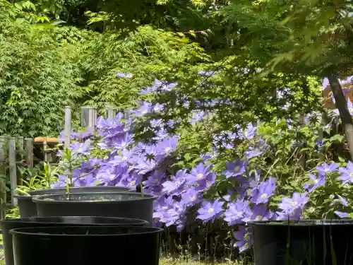 勝林寺(京都府)