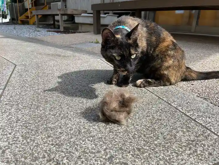 秩父札所十三番 慈眼寺の動物