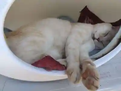 御誕生寺（猫寺）(福井県)