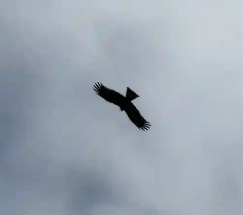 蛟蝄神社奥の宮の{uncategorized: "未分類", other: "その他", undefined: "問題あり", building: "その他建物", grave: "お墓", sacred_gate: "鳥居", guardian: "狛犬", statue: "像", buddha: "仏像", history: "歴史", nature: "自然", garden: "庭園", animal: "動物", pagoda: "塔", temizu: "手水舎", mountain_gate: "山門・神門", sanctuary: "本殿・本堂", subordinate: "末社・摂社", art: "芸術", scenery: "景色", jizo: "地蔵", ema: "絵馬", goshuin: "御朱印", omikuji: "おみくじ", items: "授与品その他", amulet: "お守り", goshuincho: "御朱印帳", eats: "食事", festival: "お祭り", votive_dance: "神楽", shichigosan: "七五三参", wedding: "結婚式", experience: "体験その他", initially: "初詣", around: "周辺", anti_infection: "感染症対策"}