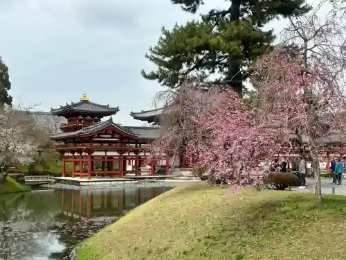 平等院の{uncategorized: "未分類", other: "その他", undefined: "問題あり", building: "その他建物", grave: "お墓", sacred_gate: "鳥居", guardian: "狛犬", statue: "像", buddha: "仏像", history: "歴史", nature: "自然", garden: "庭園", animal: "動物", pagoda: "塔", temizu: "手水舎", mountain_gate: "山門・神門", sanctuary: "本殿・本堂", subordinate: "末社・摂社", art: "芸術", scenery: "景色", jizo: "地蔵", ema: "絵馬", goshuin: "御朱印", omikuji: "おみくじ", items: "授与品その他", amulet: "お守り", goshuincho: "御朱印帳", eats: "食事", festival: "お祭り", votive_dance: "神楽", shichigosan: "七五三参", wedding: "結婚式", experience: "体験その他", initially: "初詣", around: "周辺", anti_infection: "感染症対策"}