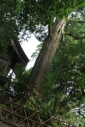 須佐神社の自然