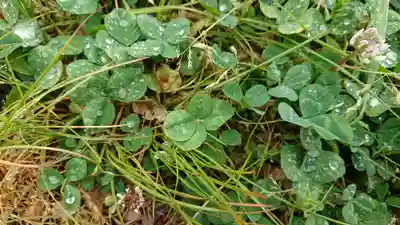 水神社（中瀬町）の自然