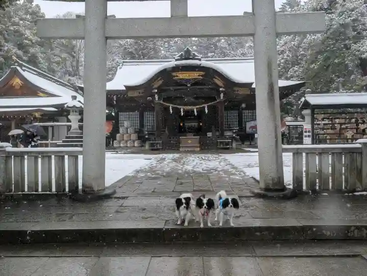 武田神社の{uncategorized: "未分類", other: "その他", undefined: "問題あり", building: "その他建物", grave: "お墓", sacred_gate: "鳥居", guardian: "狛犬", statue: "像", buddha: "仏像", history: "歴史", nature: "自然", garden: "庭園", animal: "動物", pagoda: "塔", temizu: "手水舎", mountain_gate: "山門・神門", sanctuary: "本殿・本堂", subordinate: "末社・摂社", art: "芸術", scenery: "景色", jizo: "地蔵", ema: "絵馬", goshuin: "御朱印", omikuji: "おみくじ", items: "授与品その他", amulet: "お守り", goshuincho: "御朱印帳", eats: "食事", festival: "お祭り", votive_dance: "神楽", shichigosan: "七五三参", wedding: "結婚式", experience: "体験その他", initially: "初詣", around: "周辺", anti_infection: "感染症対策"}