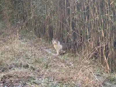浅間神社の動物
