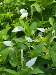 牛嶋天満宮の自然(2022年06月19日(日) 12時08分32秒投稿)