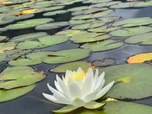 仁科神社の自然