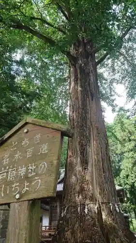 戸隠神社の自然