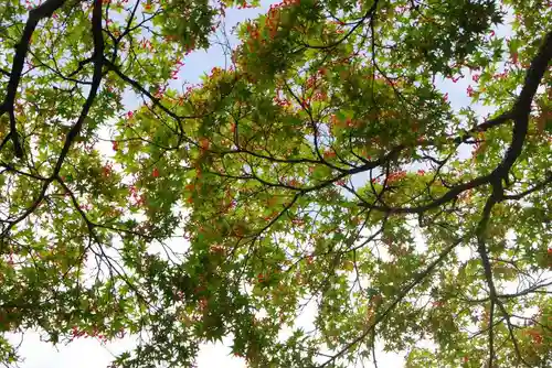 大歳神社(山口県)