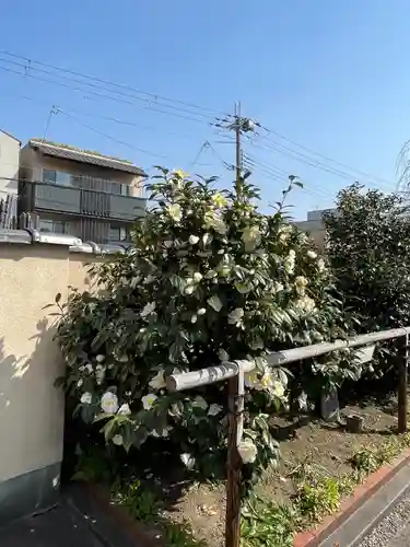 地蔵院（椿寺）(京都府)