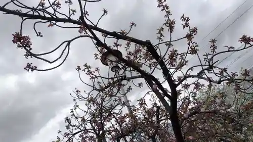 六孫王神社(京都府)