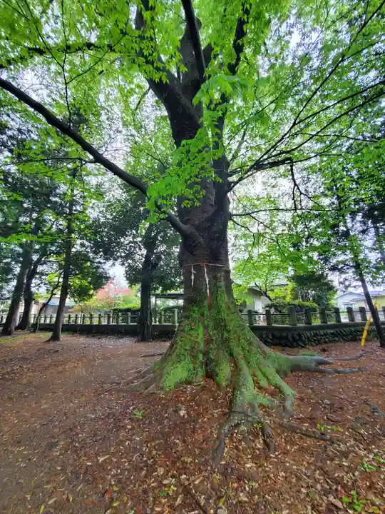 小舟神社(群馬県)