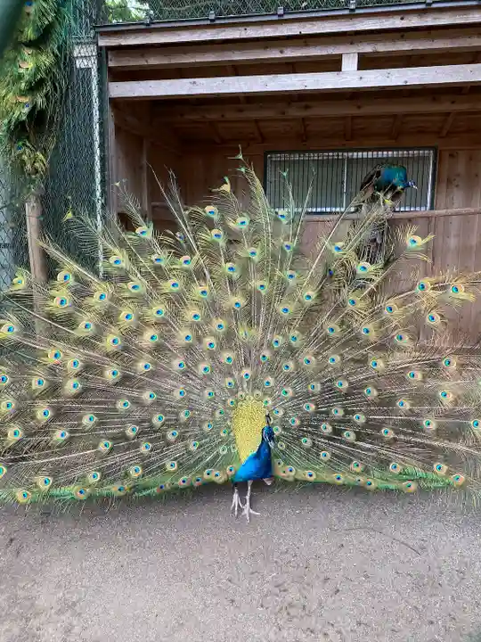 岩槻久伊豆神社(埼玉県)