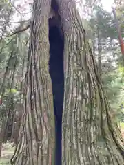 若王子神社の歴史