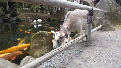 楽法寺（雨引観音）の{uncategorized: "未分類", other: "その他", undefined: "問題あり", building: "その他建物", grave: "お墓", sacred_gate: "鳥居", guardian: "狛犬", statue: "像", buddha: "仏像", history: "歴史", nature: "自然", garden: "庭園", animal: "動物", pagoda: "塔", temizu: "手水舎", mountain_gate: "山門・神門", sanctuary: "本殿・本堂", subordinate: "末社・摂社", art: "芸術", scenery: "景色", jizo: "地蔵", ema: "絵馬", goshuin: "御朱印", omikuji: "おみくじ", items: "授与品その他", amulet: "お守り", goshuincho: "御朱印帳", eats: "食事", festival: "お祭り", votive_dance: "神楽", shichigosan: "七五三参", wedding: "結婚式", experience: "体験その他", initially: "初詣", around: "周辺", anti_infection: "感染症対策"}