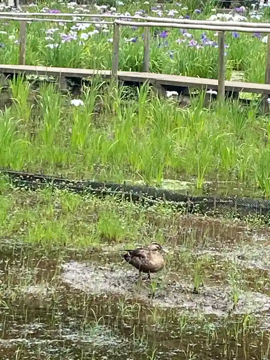 本土寺(千葉県)