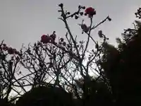 浄光明寺の自然