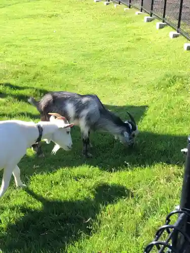 東本願寺本廟 牛久浄苑（牛久大仏）の動物