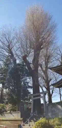 明治神社の鳥居