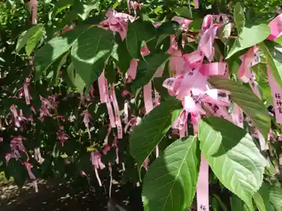 桜神宮の授与品その他