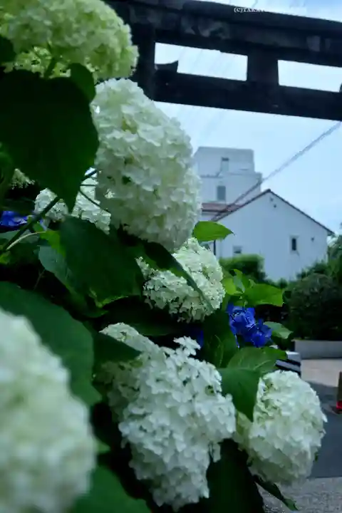 白山神社(東京都)