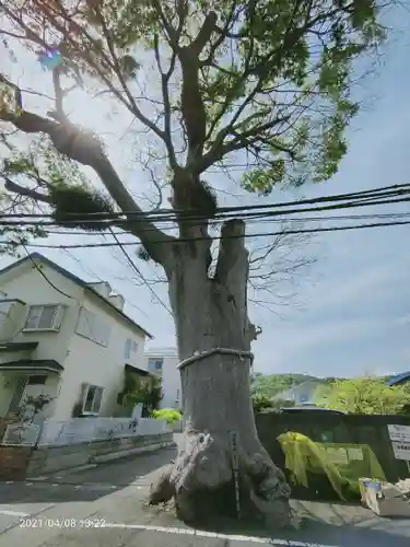 相模国総社六所神社の自然