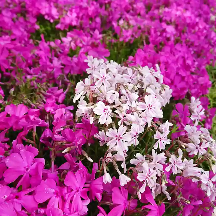 寿量山 速成寺の庭園