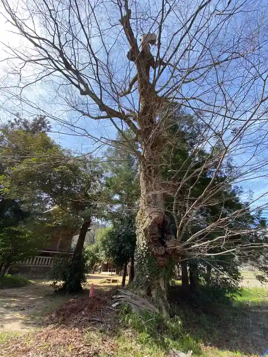 大本八幡神社の自然