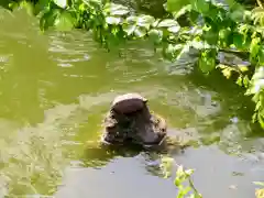 亀戸天神社の動物