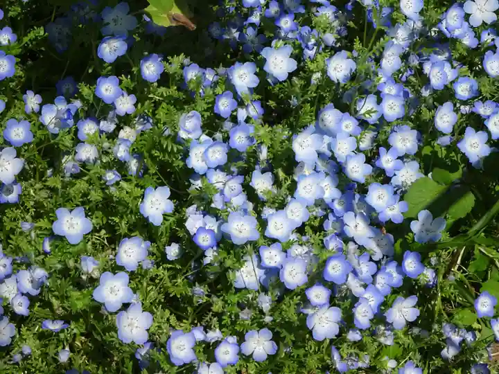 伊勢原 法泉寺の自然