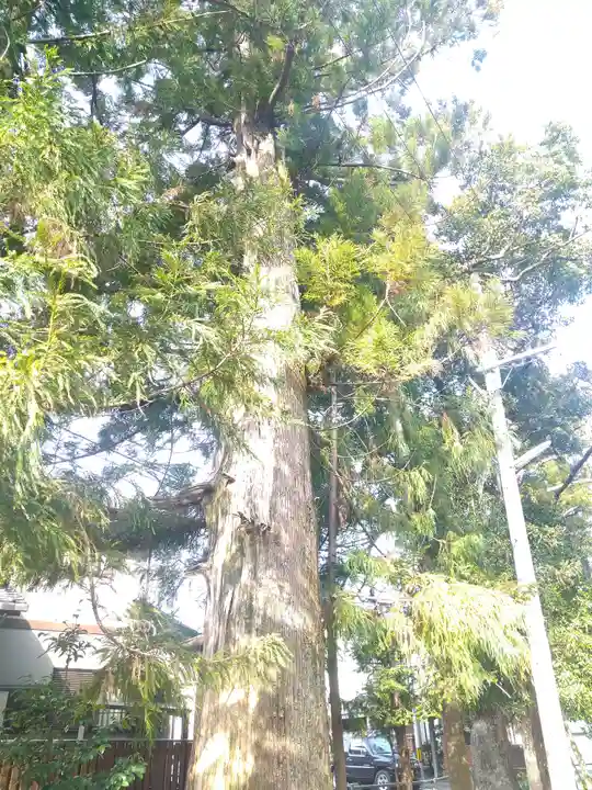 朝倉神社の自然