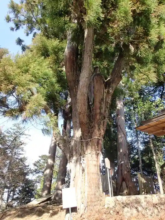 産安社(武蔵御嶽神社摂社)の自然
