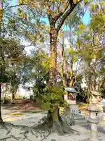 市杵嶋社の自然