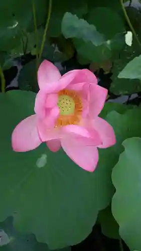 能仁寺(埼玉県)