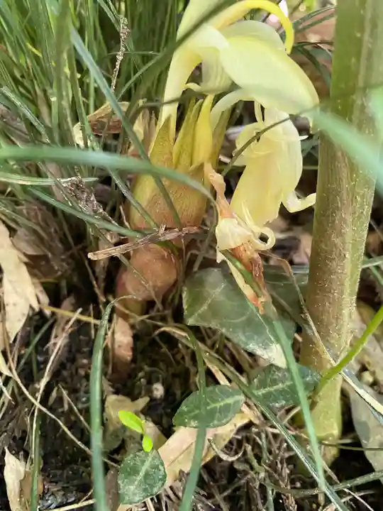 愛宕神社の自然