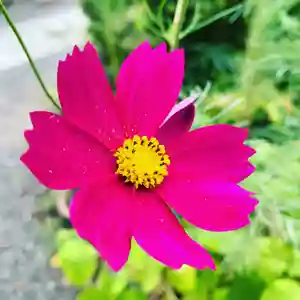 豊景神社の自然(2020年09月20日(日) 07時37分07秒投稿)