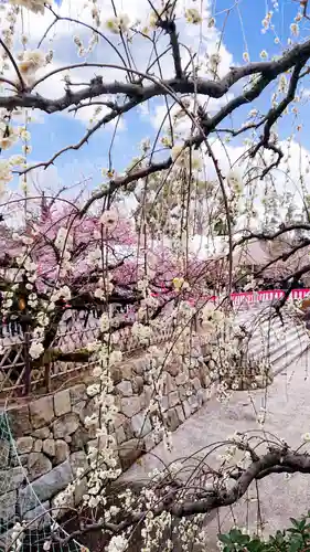 北野天満宮の庭園