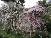 常立寺の自然