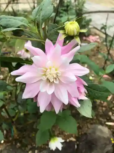 岡寺（龍蓋寺）の自然