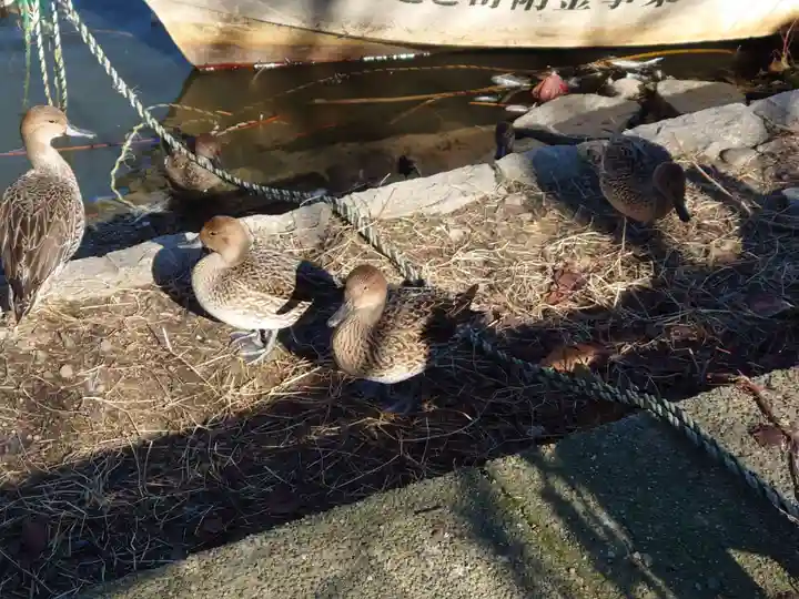 水原八幡宮の動物