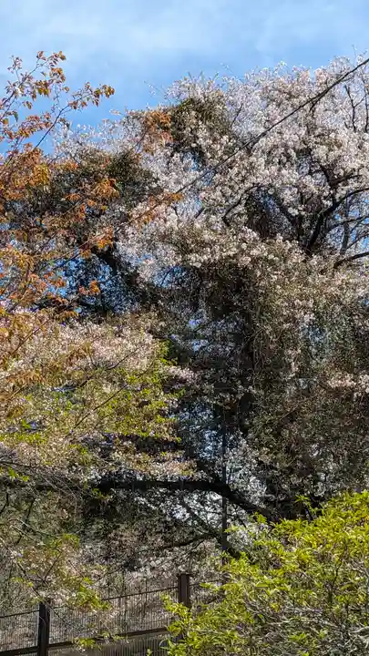 宇治上神社(京都府)