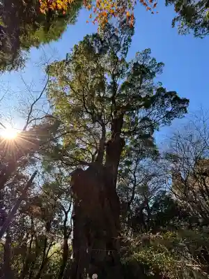 柞原八幡宮(大分県)