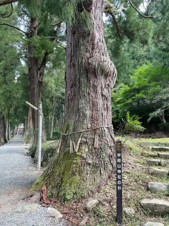 宇府山神社の自然
