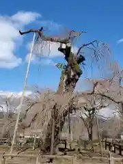 清雲寺の自然