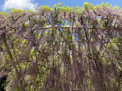 足利織姫神社(栃木県)
