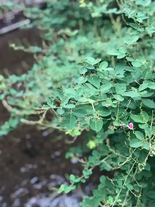 賀茂別雷神社(上賀茂神社)の自然