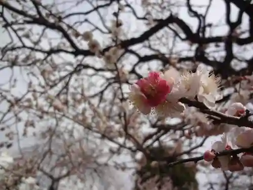 湯島天満宮の自然