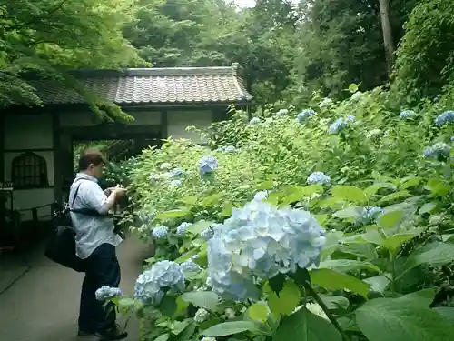 明月院の庭園