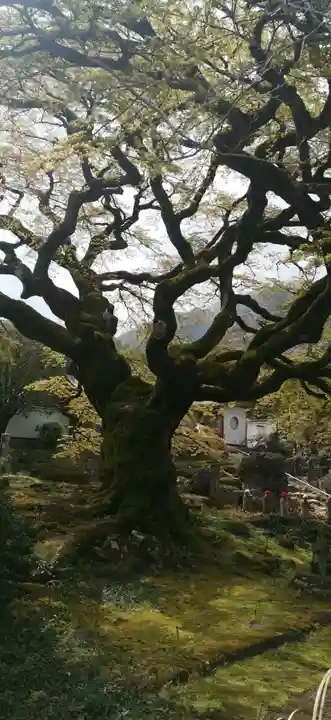 西善寺(埼玉県)